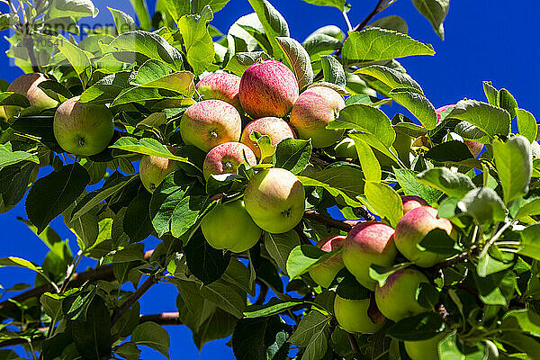 Rippening apple bunches on a tree branches with blue sky in the background