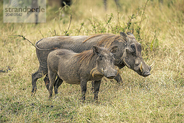 Male and female common warthogs stand side-by-side