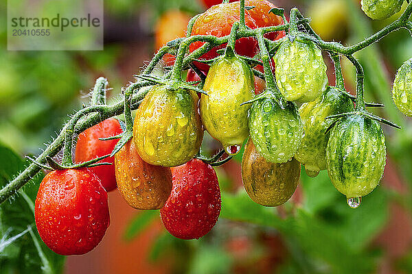 Close up of ripening grape tomatoes on the vine with water droplets