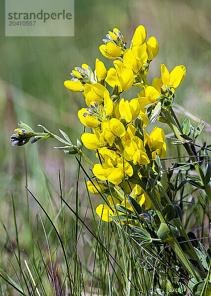 Close up of yellow flowering buffalo bean plant