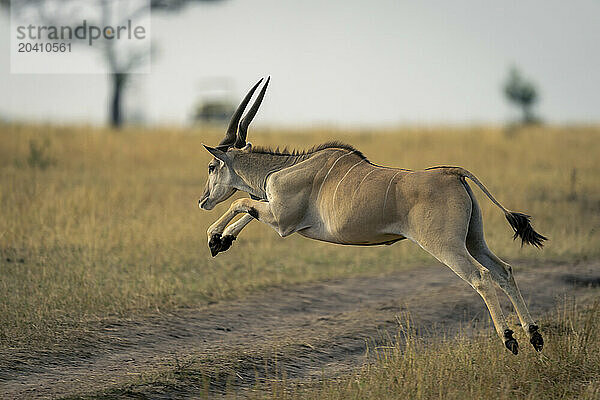 Male common eland jumping across dirt track