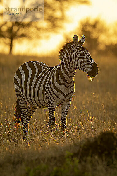 Plains zebra stands watching camera at sunrise