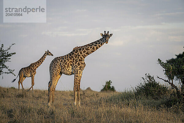 Masai giraffe stands watching camera near another