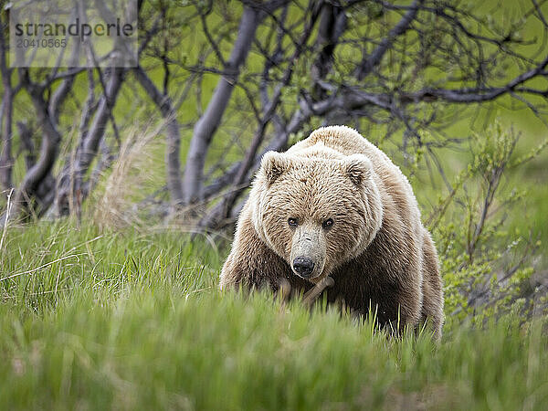 A brown bear  Ursus arctos  encountered near the sedge flats near McNeil River  Alaska. Brown bears feed heavily on nutritious sedges each spring and early summer prior to the arrival of local salmon runs.