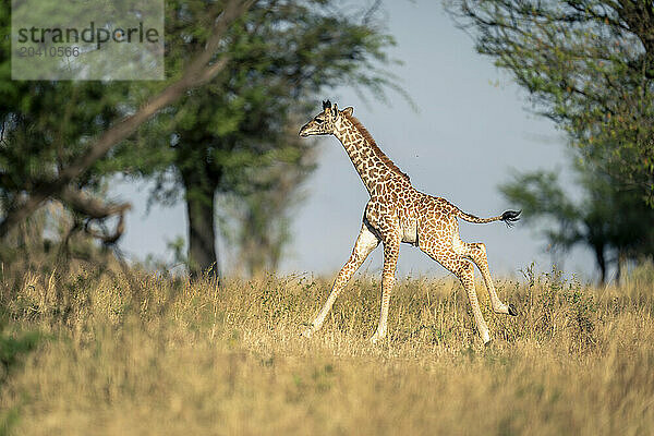 Baby Masai giraffe racing through grassy clearing