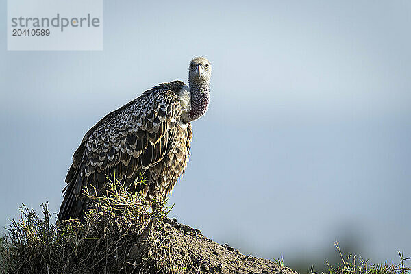 Ruppell vulture on termite mound watching camera