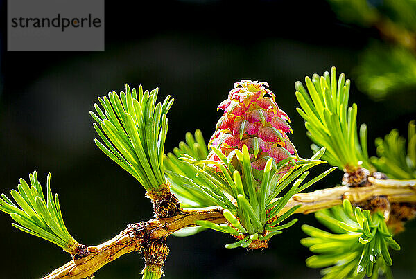 Close up of a larch cone in early spring