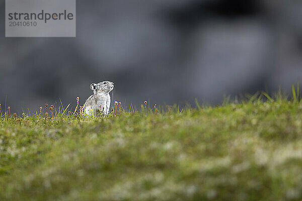 A collared pika  Ochotona collaris  pauses on alpine tundra high in Alaska's Talkeetna Mountains in Hatcher Pass north of Palmer in this image taken in late August. Pikas gather grasses and other flora for winter food  preserving it by placing it out to dry before storing it. Pikas are not rodents  but lagomorphs  like snowshoe hares  and are called rock rabbits by some. They congregate in colonies in mountainous areas  living in rock slides  talus slopes  or around large boulders  usually with meadows or patches of vegetation in the vicinity.