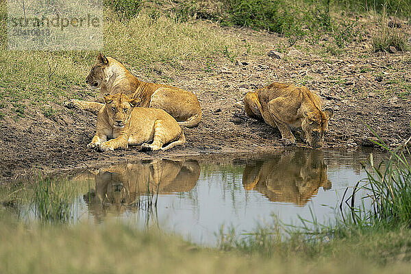 Lioness drinks from waterhole beside two others