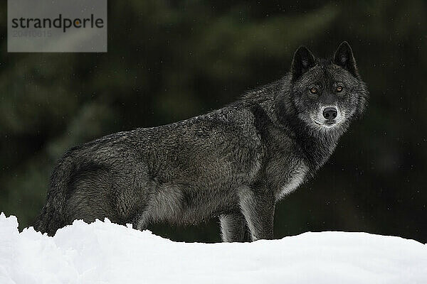 Wolf in the wild making eye contact.
Canis Lupus