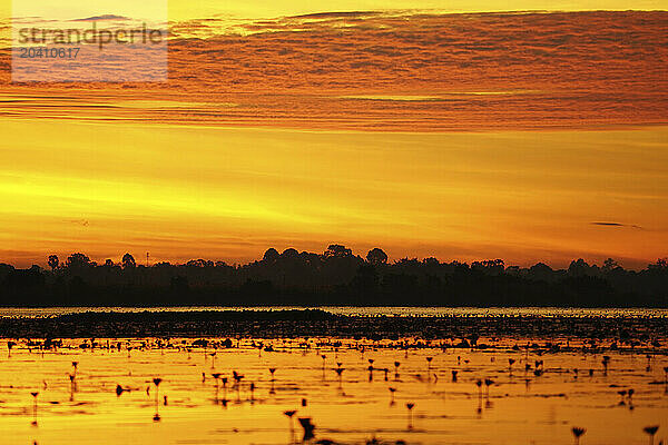 Beautiful sunrise on Pink Lotus Lake in Thailand.