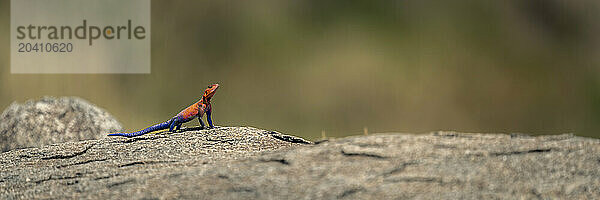 Panorama of Spider-Man agama sunbathing on rock