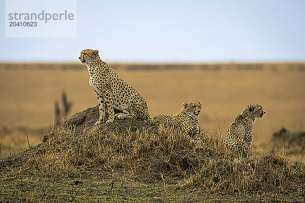 Cheetah sits with two others on mound