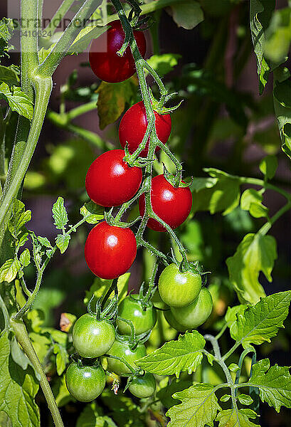 Close up of red and green cherry tomotes on the vine