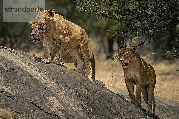 Three lions stand on kopje near trees