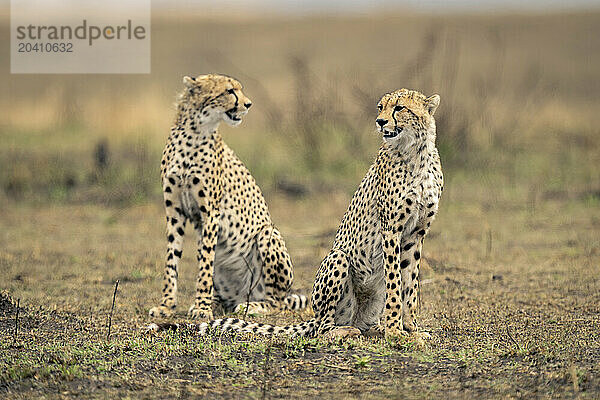 Two cheetahs sit staring on grassy plain