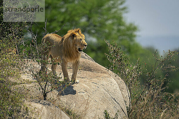 Male lion stands on rock opening mouth