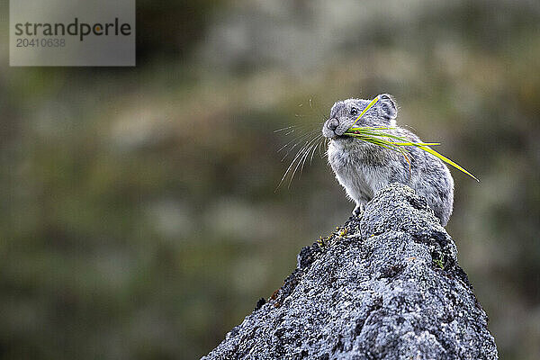 A collared pika  Ochotona collaris  pauses in mid-August with a hank of wild grass. This animal was photographed in Alaska's Hatcher Pass in the Talkeetna Mountains north of Palmer. Pikas eat grasses  small shrubs  and other forbs which they collect  dry  and put up for winter sustenance. Pikas are not rodents  but lagomorphs  like snowshoe hares  and are called rock rabbits by some. They congregate in colonies in mountainous areas  living in rock slides  talus slopes  or around large boulders  usually with meadows or patches of vegetation in the vicinity.