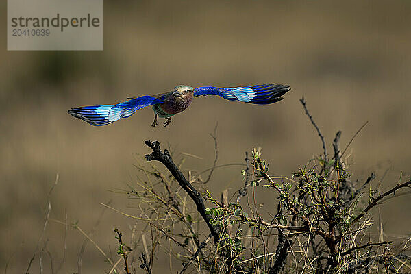 Lilac-breasted roller taking off from dead twig