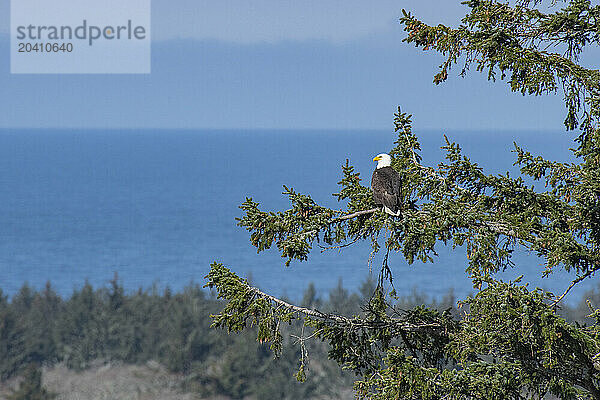 A Bald Eagle looking over his domain at Cape Disappointment State Park  Washington State.