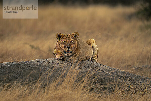 Lioness lies crouching on rock watching camera