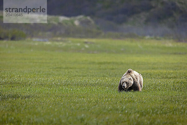 A brown bear pauses on the sedge flats near McNeil River  Alaska. Brown bears gather in the area each spring and early summer to feed heavily on nutritious sedges prior to the arrival of local salmon runs.