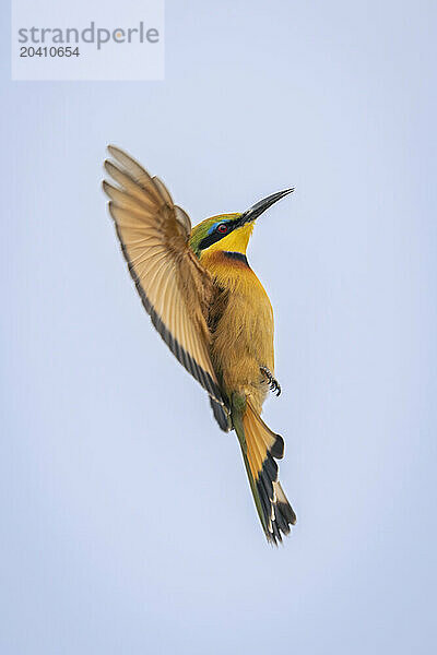 Little bee-eater spreads wings under blue sky