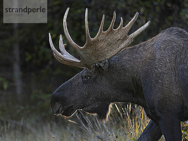 A large Alaska bull moose prowls for cows in mid-September. Moose breed each fall  with breeding rights normally won by larger  mature bulls that successfully fight off smaller  younger  or weaker bulls.