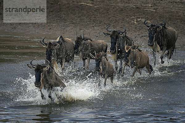 Seven blue wildebeest gallop through shallow river