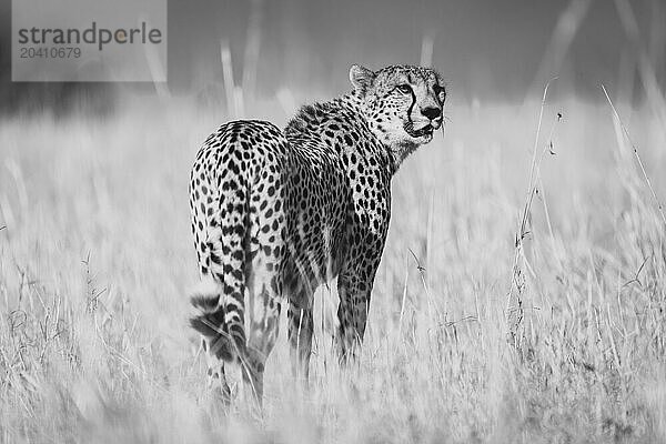 Mono cheetah stands in grass looking round