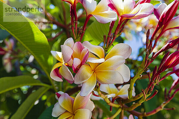 Pink and yellow Frangipani flowers at Palermo Botanical Gardens (Orto Botanico)Sicily  Italy  Europe