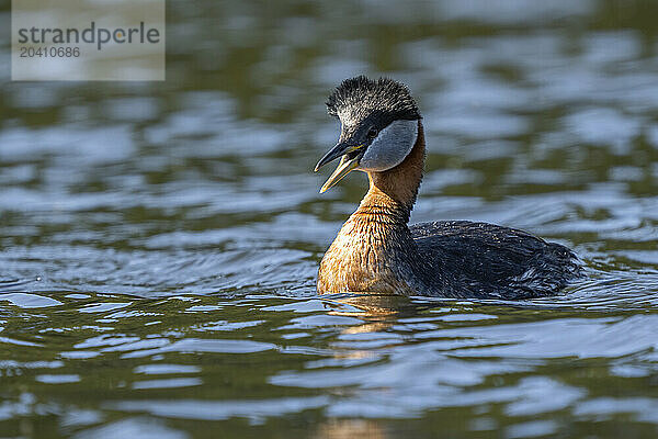 Red-necked grebe (Podiceps grisegena)