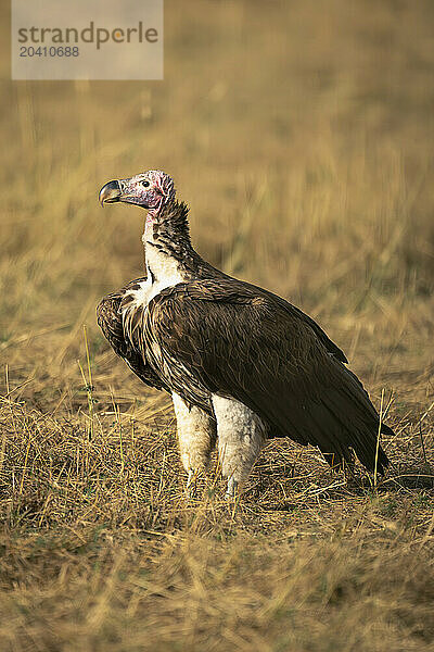 Lappet-faced vulture on short grass in sunshine