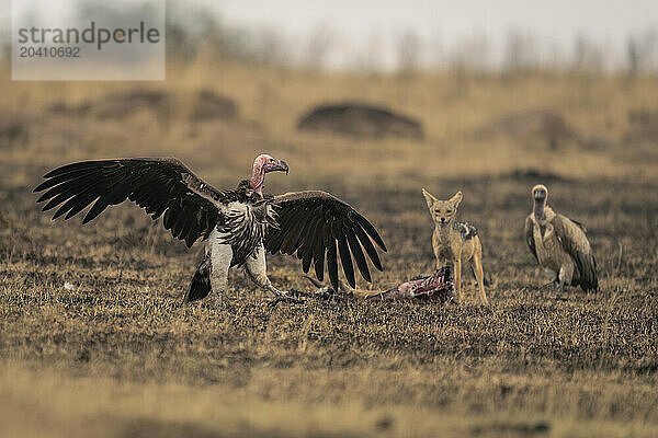 Black-backed jackal stands by kill with vultures