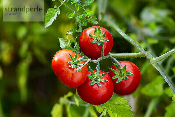 Close up of large red ripe cherry tomatoes on the vine