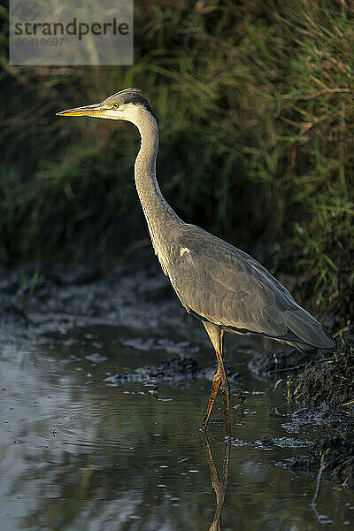 Grey heron in water by grassy bank