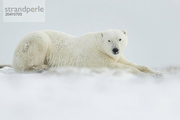 Polar bears in the snow  Churchill Manitoba