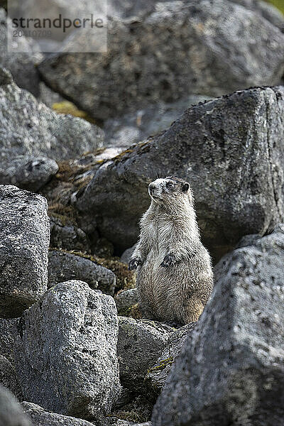 North America's largest squirrel family members (Sciuridae)  adult hoary marmots (Marmota caligata) weigh 10 pounds (4.5 kg) or more and may exceed 30 inches (76 cm) in length. The animals attain maximum weight in late summer after accumulating fat to sustain them through winter hibernation. Hoary marmots are found in alpine areas across most of Alaska south of the Yukon River. The marmot in this image was photographed in Hatcher Pass  in the Talkeenta Mountains north of Palmer  Alaska.