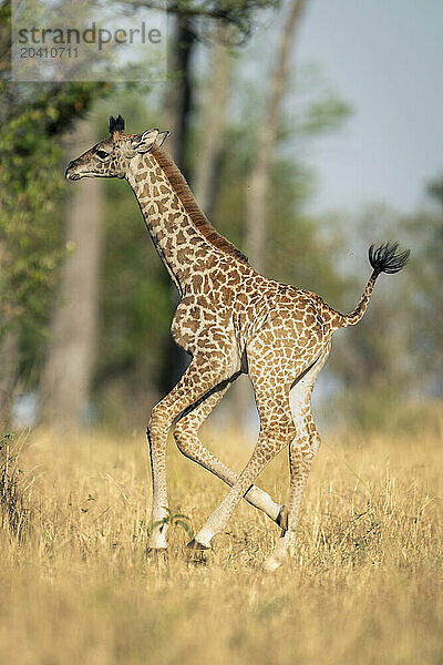 Baby Masai giraffe runs through grassy clearing