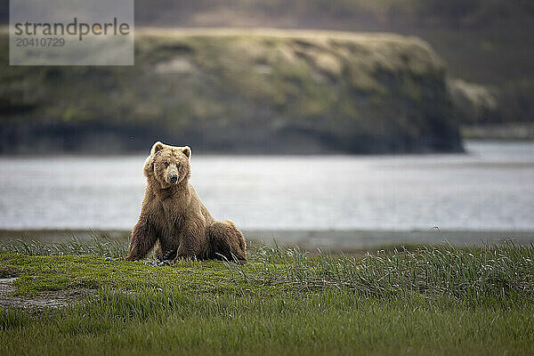 A brown bear striokes a thoughtful pose on the sedge flats near McNeil River  Alaska. Brown bears gather in the area each spring and early summer to feed heavily on nutritious sedges prior to the arrival of local salmon runs.