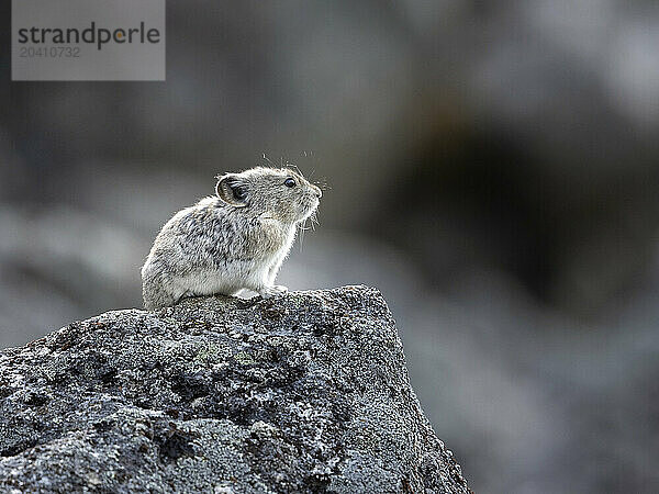 A collared pika  Ochotona collaris  stands watch high in Alaska's Hatcher Pass in the Talkeetna Mountains north of Palmer. Pikas are not rodents but lagomorphs  like snowshoe hares. Some call them rock rabbits. Pikas gather grasses and other flora for winter food  preserving it by placing it out to dry before storing it. Pikas congregate in colonies in mountainous areas  living in rock slides  talus slopes  or around large boulders  usually with meadows or patches of vegetation in the vicinity.