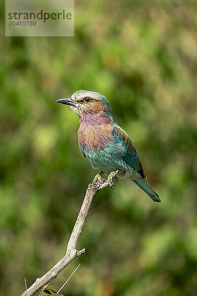 Lilac-breasted roller eyes camera from dead twig