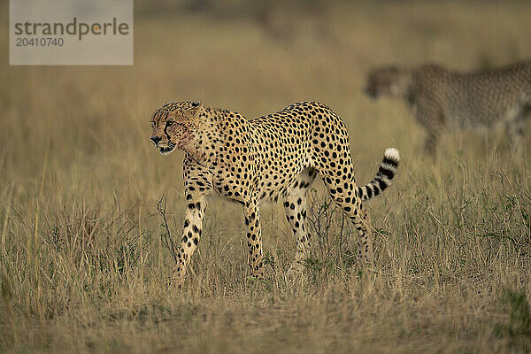 Cheetah walks across grassy plain near another