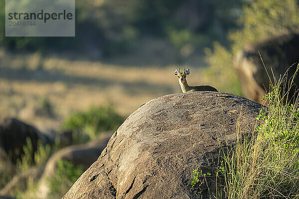 Klipspringer lies on kopje looking towards camera