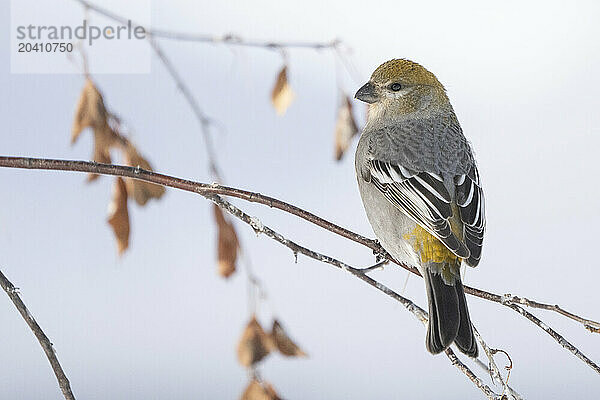 Pine grosbeak (female)
(Pinicola enucleator)