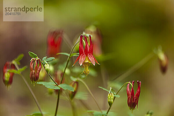 Columbine at White Oak Sink in the Great Smoky Mountains during Spring