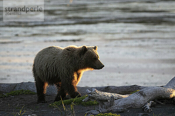 A two-year-old brown bear cub  Ursus arctos  walks the beach near McNeil River in remote Southwestern Alaska.