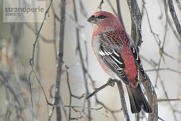 Pine grosbeak (male)
(Pinicola enucleator)