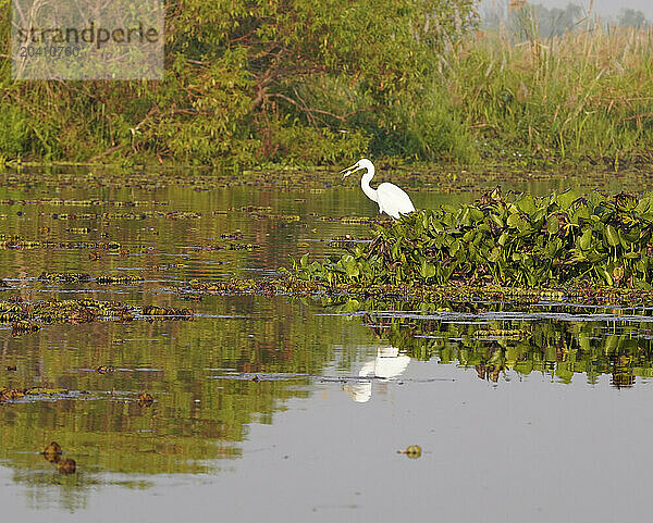 Egret on water lillies in Pink Lotus Lake  Thailand.