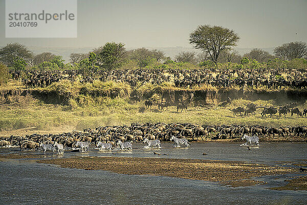 Blue wildebeest and plains zebra cross water